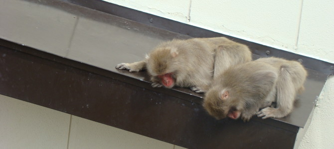 [Japan] Monkey See…