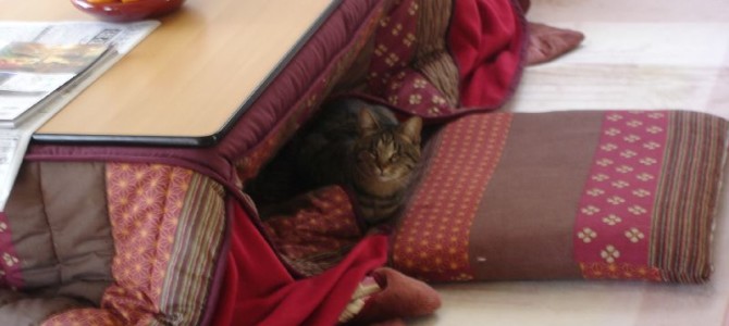 [Spetlight] [Japan] Ai-chan the Cat